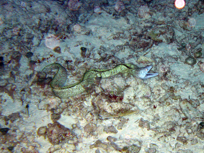 Dive > 2007 > 20071028 CozumelNight