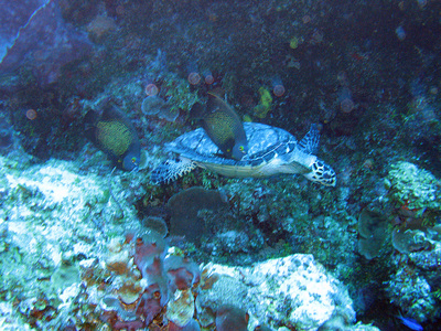 Dive > 2007 > 20071028 CozumelThu