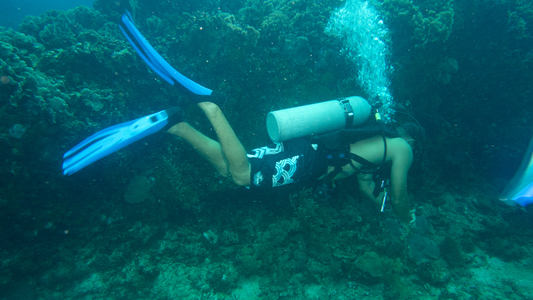 Dive > 2013 > 337 338 20130825 FollyCove > 361 362 20131028 RoatanMonCaliWallNewmanWall